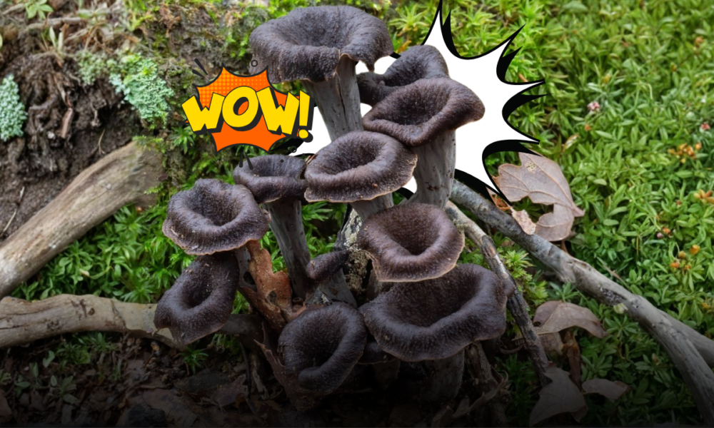 La trombetta da morto