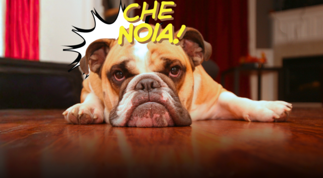 il cane si annoia