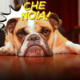 il cane si annoia
