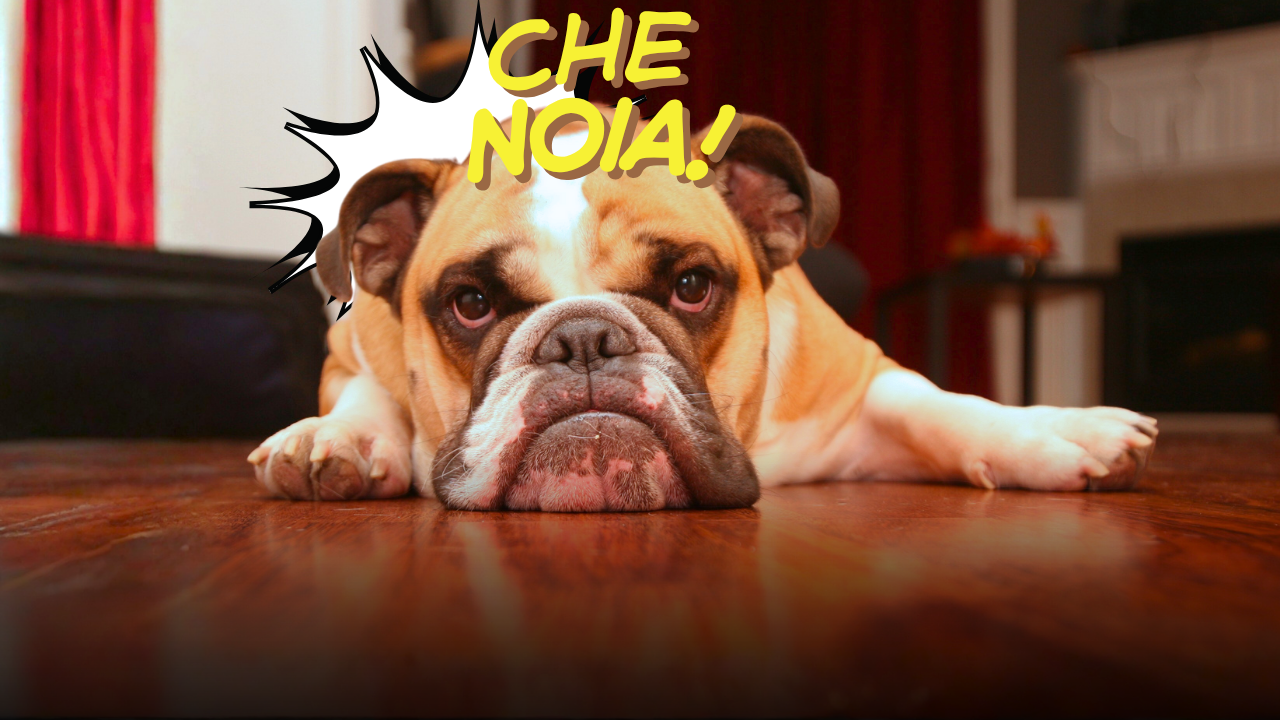 il cane si annoia