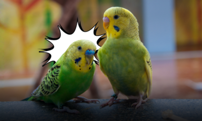 Prima di adottare un uccello domestico: tutto ciò che devi davvero sapere