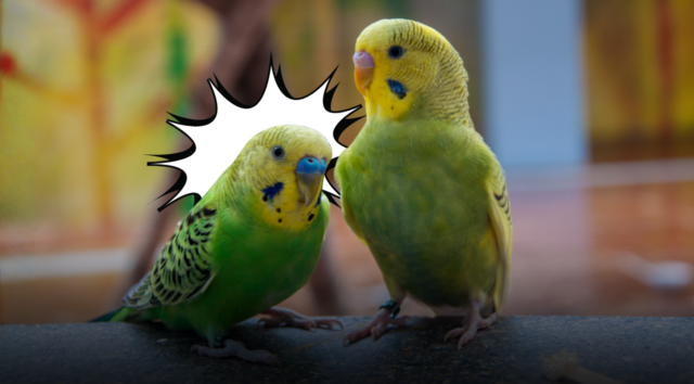 Prima di adottare un uccello domestico: tutto ciò che devi davvero sapere