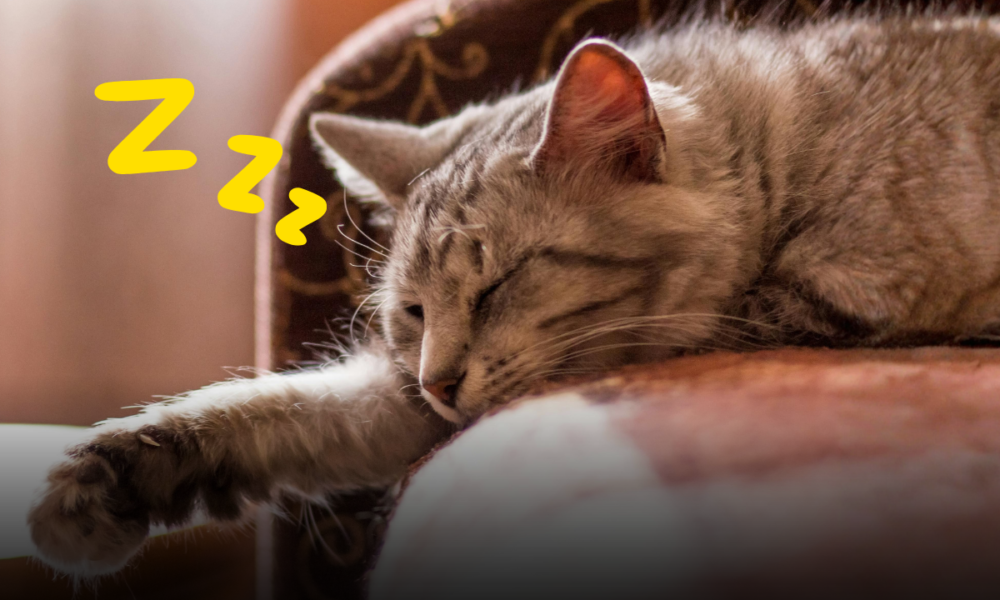 Perché il gatto dorme ai piedi del letto