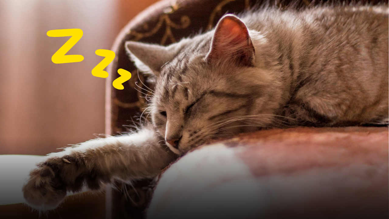 Perché il gatto dorme ai piedi del letto