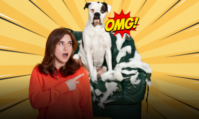 Perché cani e gatti combinano disastri