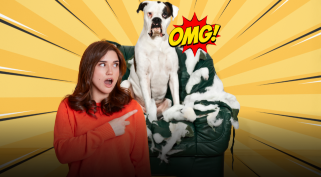 Perché cani e gatti combinano disastri