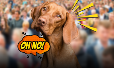 Cani nei luoghi affollati