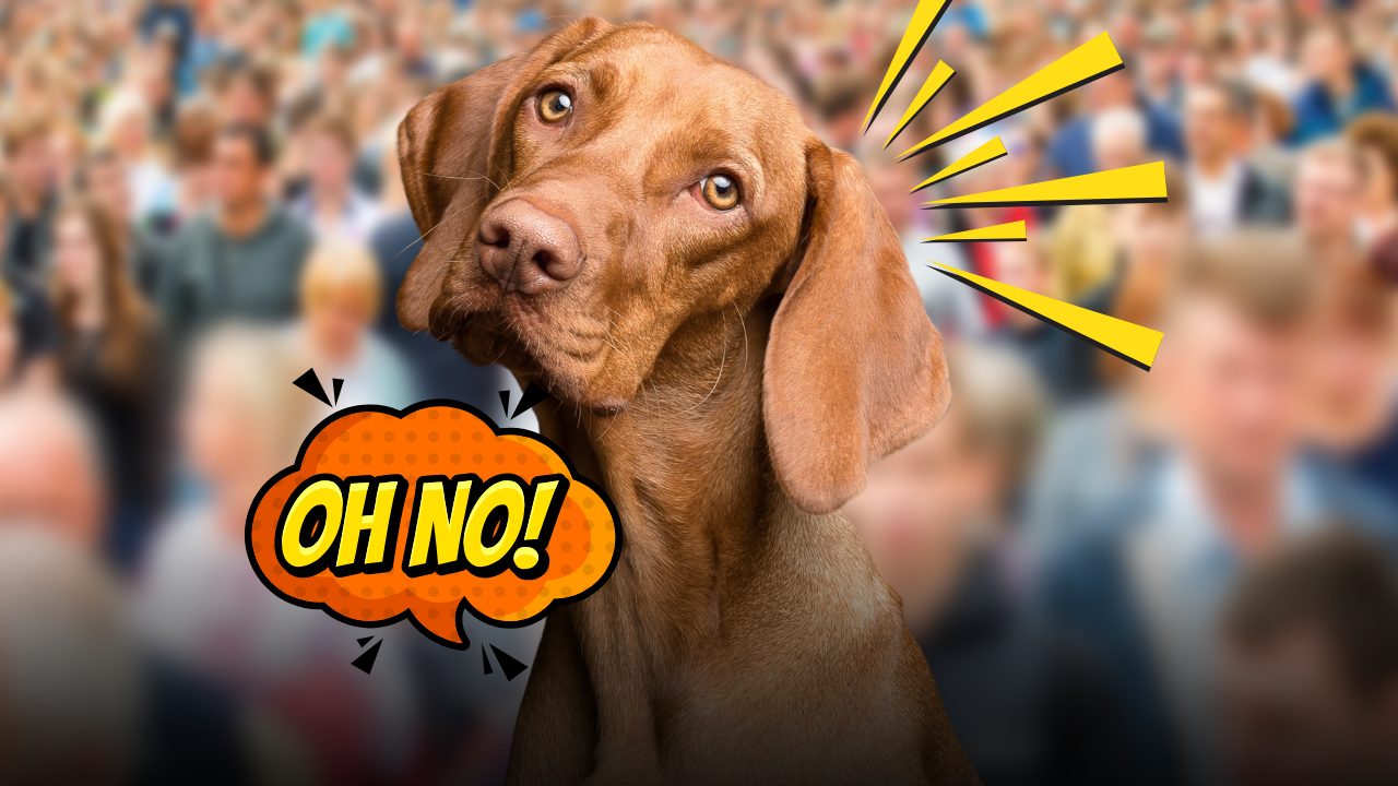 Cani nei luoghi affollati