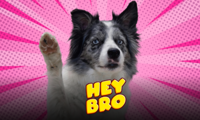 cane “dà la zampa”