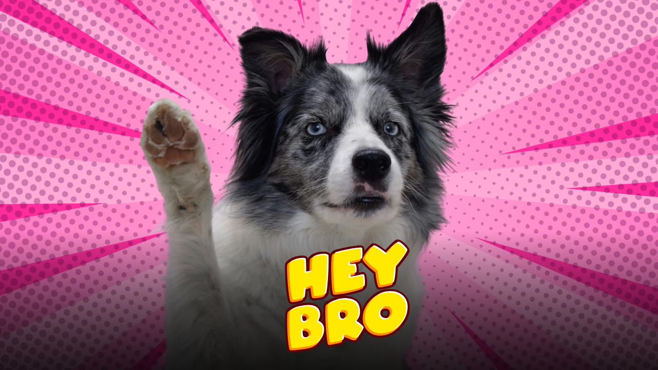 cane “dà la zampa”