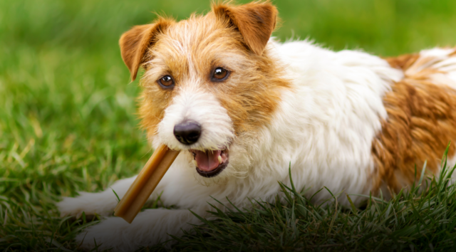 Snack per cani
