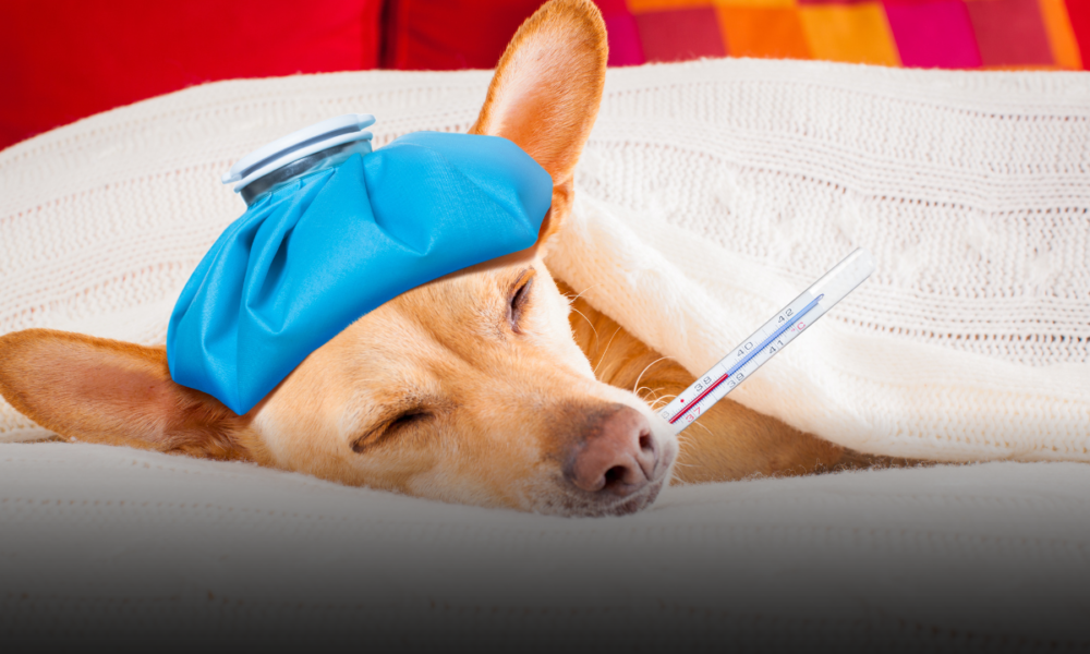 il cane non sta bene