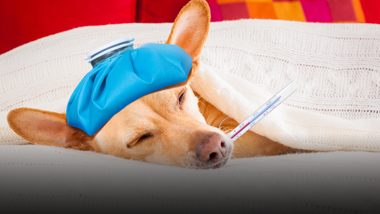 il cane non sta bene