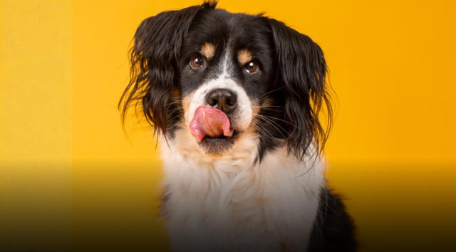 Le leccate del cane