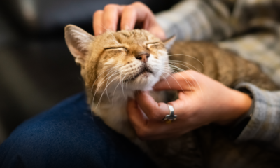 Come accarezzare un gatto