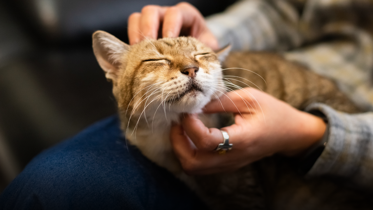 Come accarezzare un gatto