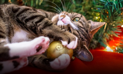 Albero di Natale e gatto