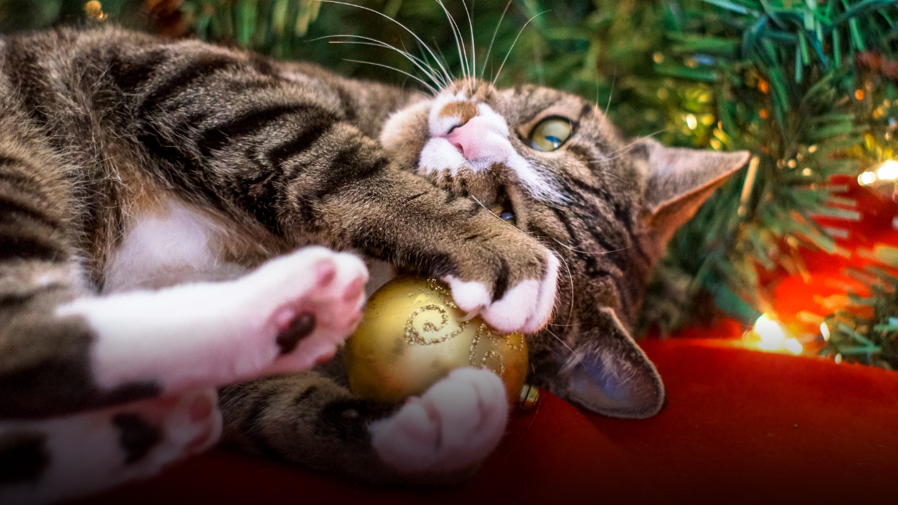 Albero di Natale e gatto