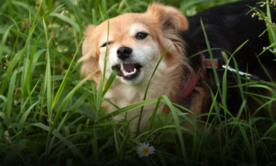 cani mangiano l’erba