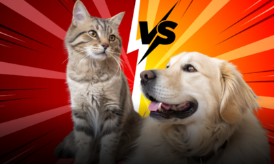 Gatto e cane sotto lo stesso tetto