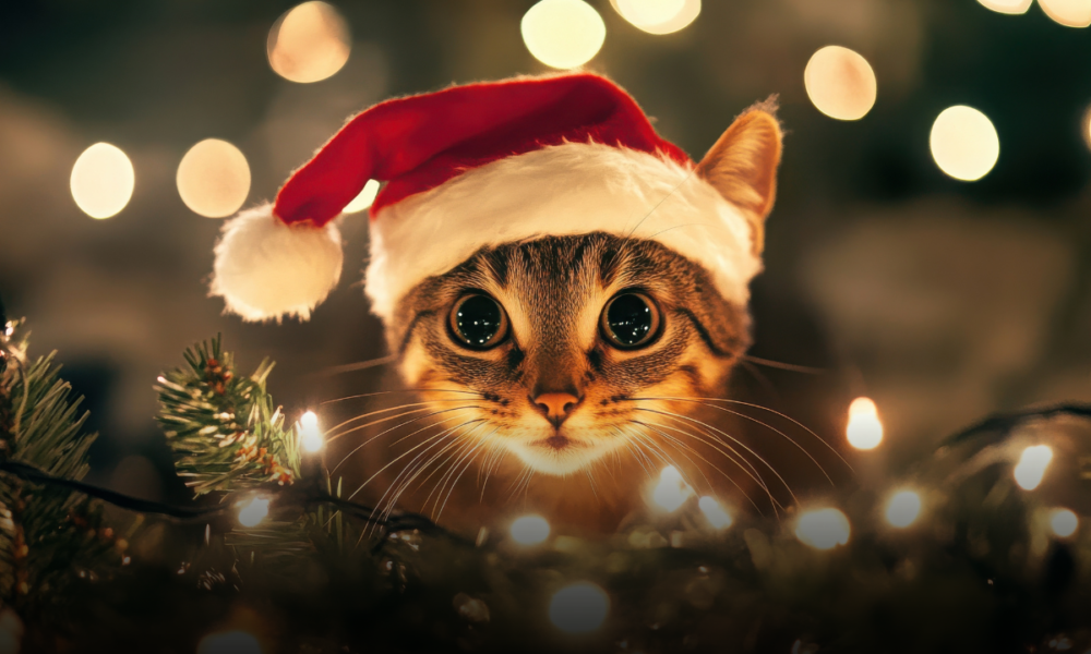 Fuochi d’artificio