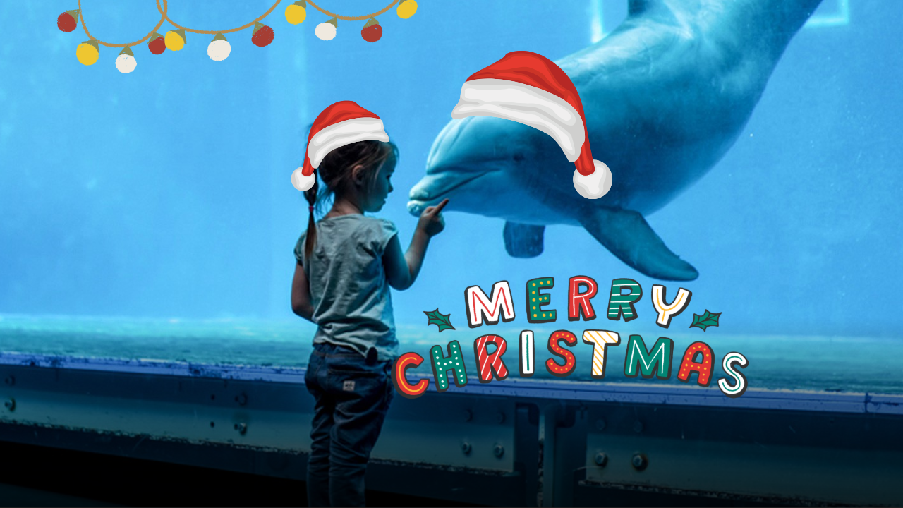 Genova si illumina di meraviglia: il Natale dell’AcquarioVillage tra mare, scienza e magia