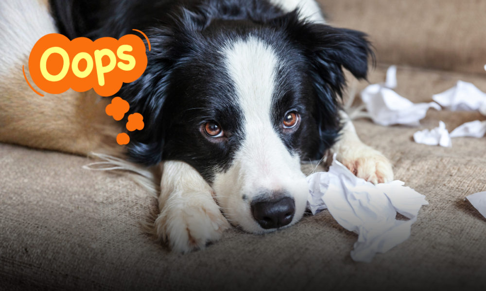 Quando il cane diventa adulto