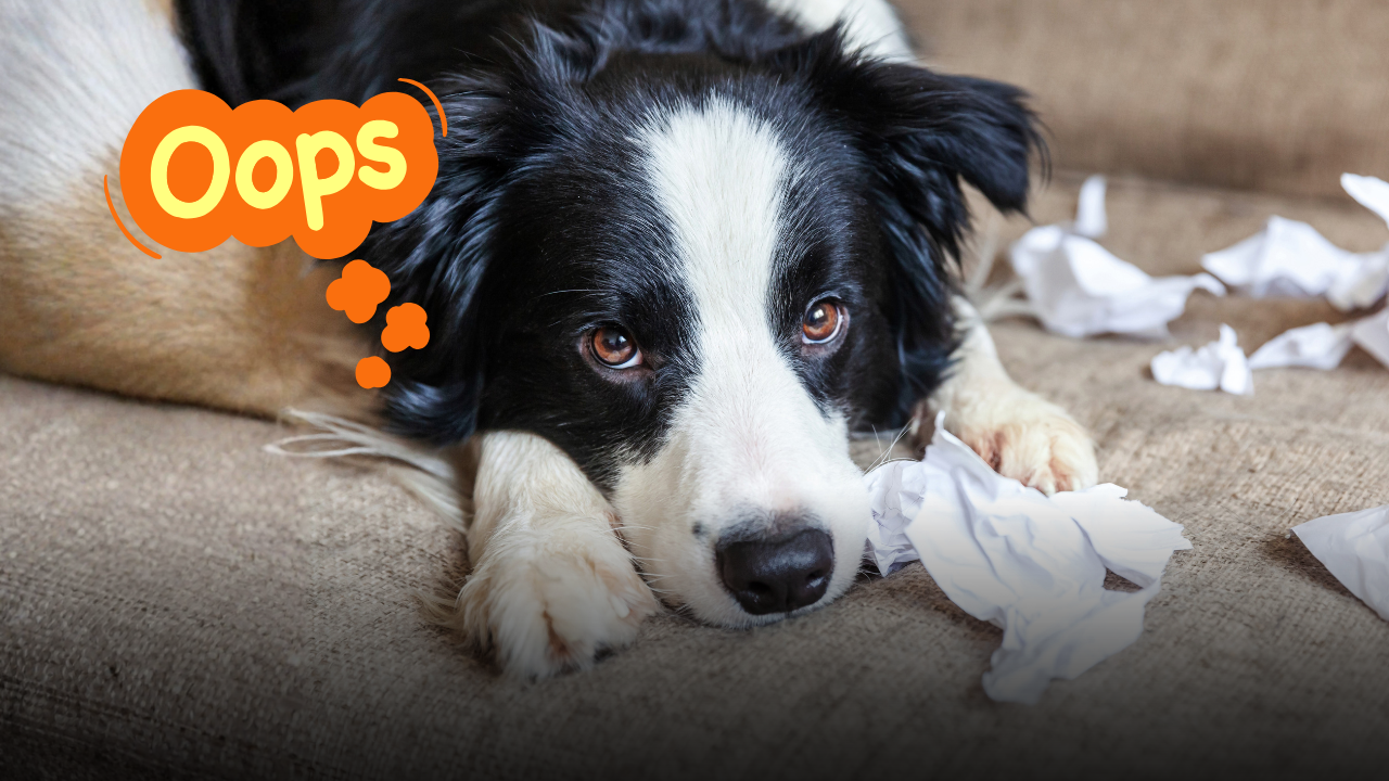 Quando il cane diventa adulto