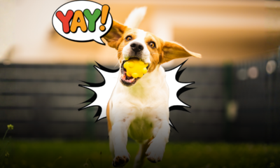 Quando lanciare la palla non basta più