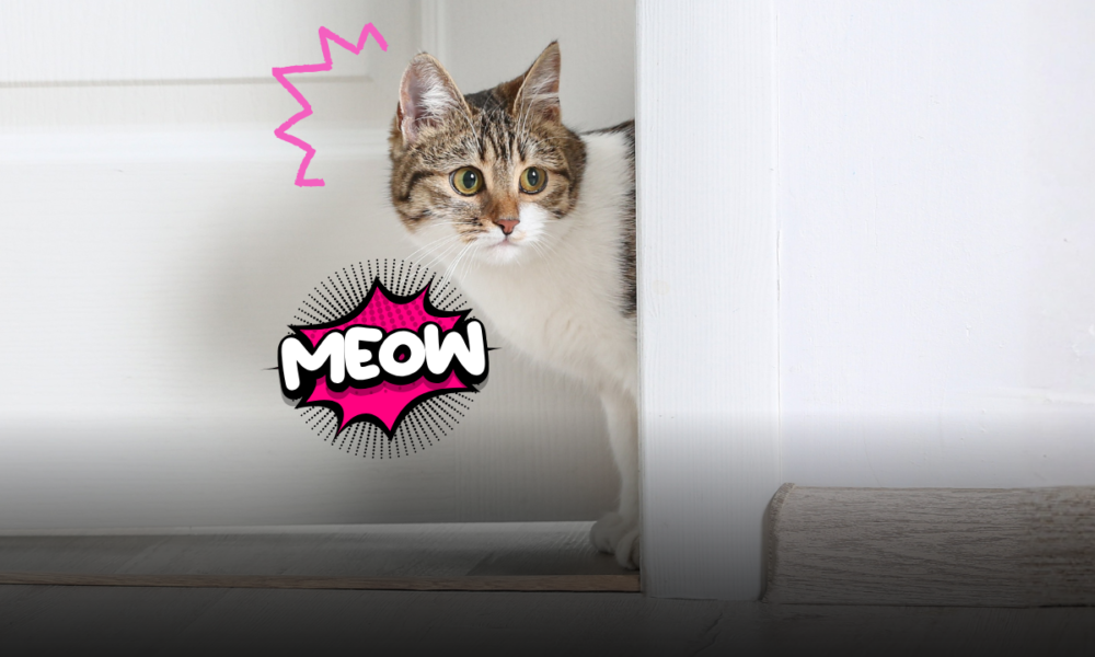 Perché il gatto cambia idea davanti alla porta