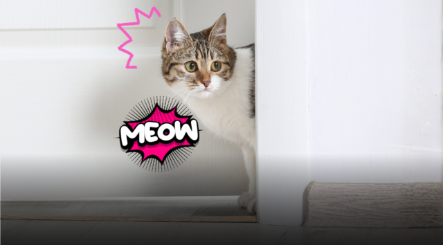 Perché il gatto cambia idea davanti alla porta