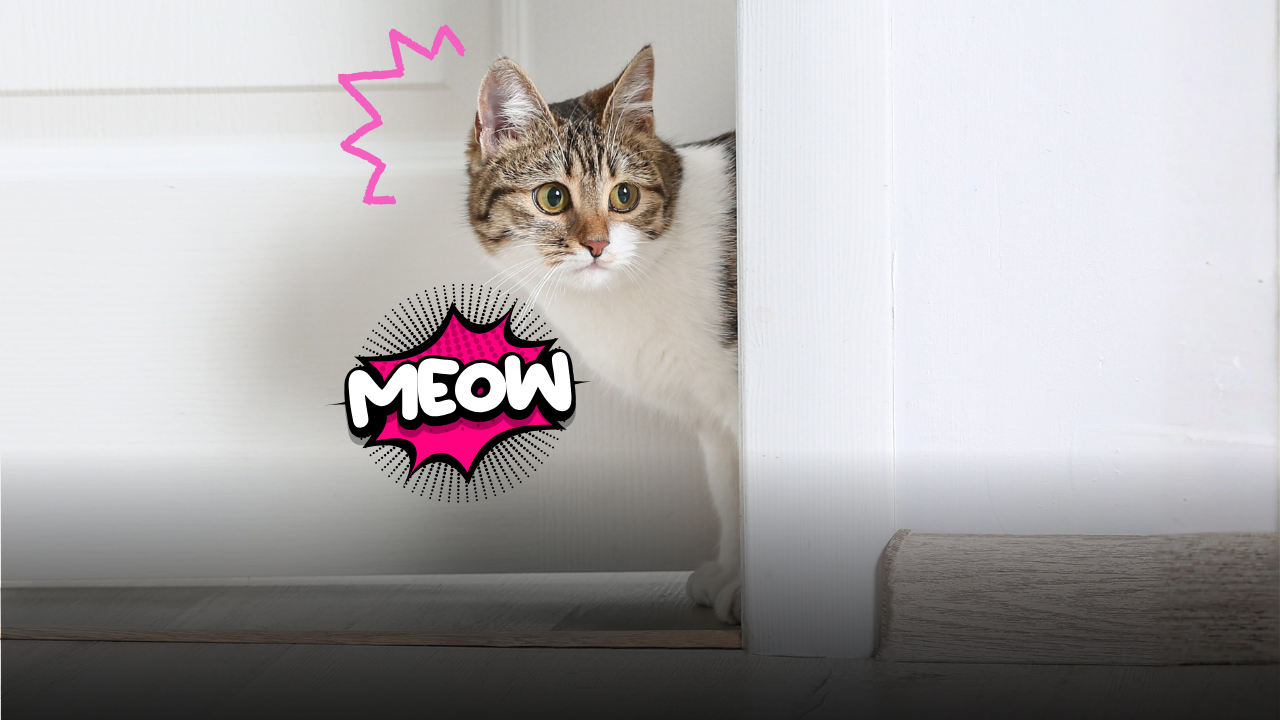 Perché il gatto cambia idea davanti alla porta