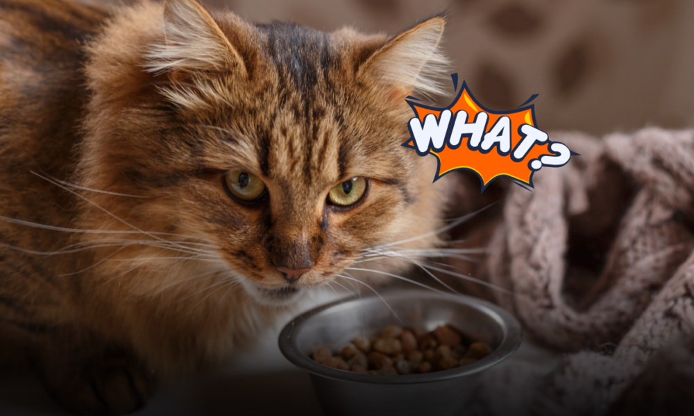 Il gatto annusa il cibo