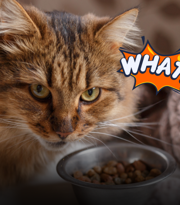 Il gatto annusa il cibo