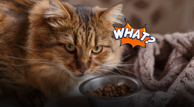 Il gatto annusa il cibo