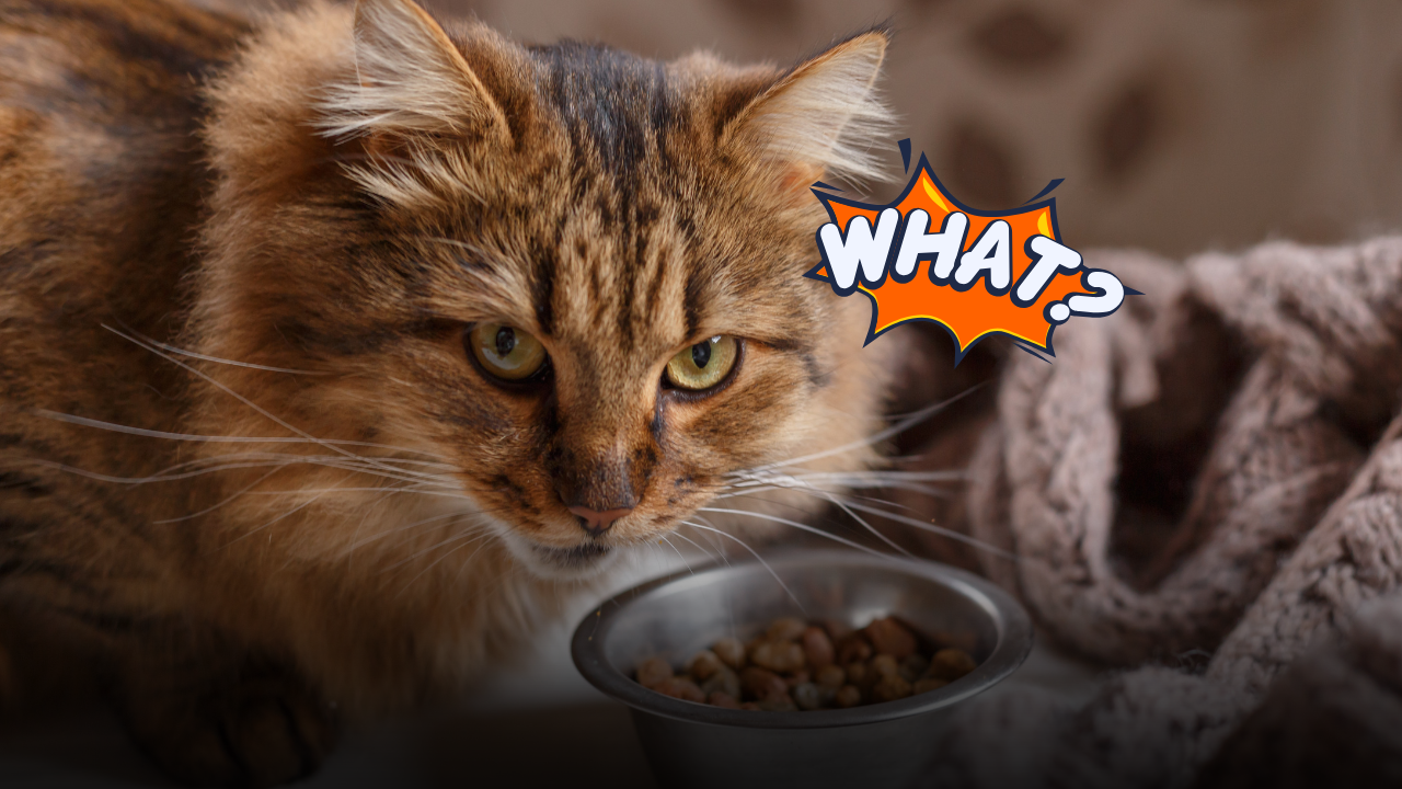 Il gatto annusa il cibo