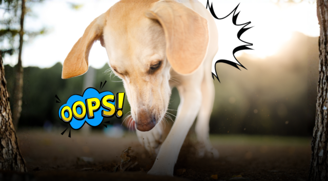 Quando Fido mangia la cacca