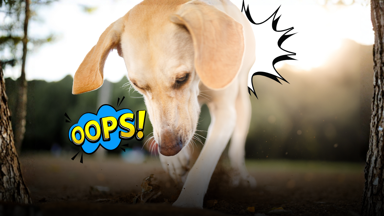 Quando Fido mangia la cacca