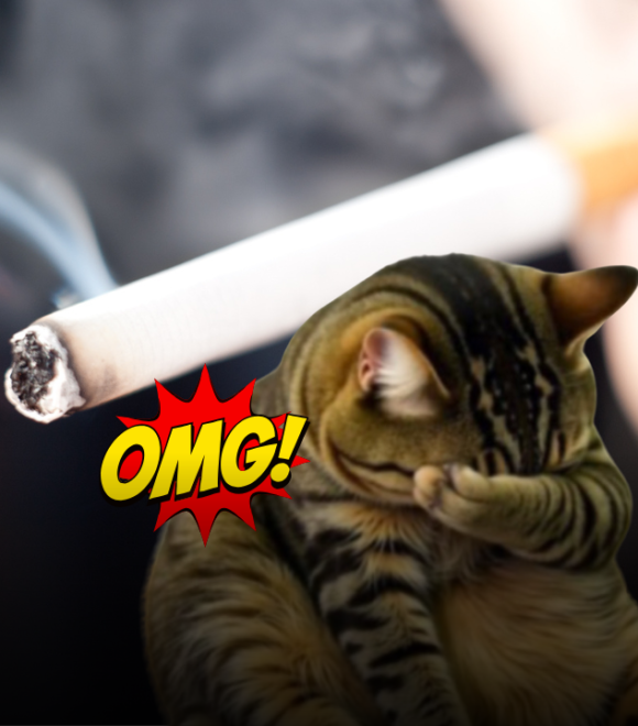 Fumo e animali domestici