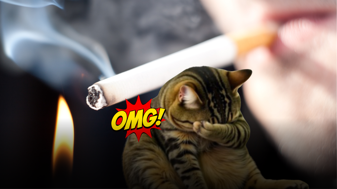 Fumo e animali domestici