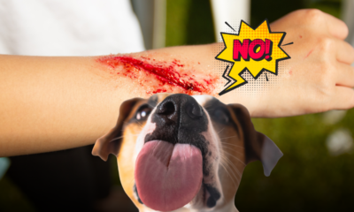 Ferite e lingua del cane