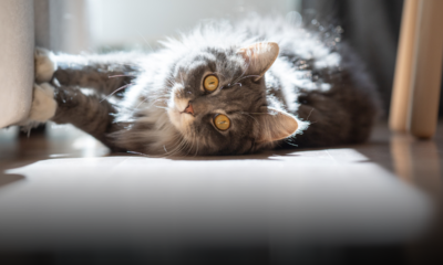 Il gatto fa i “dispetti”