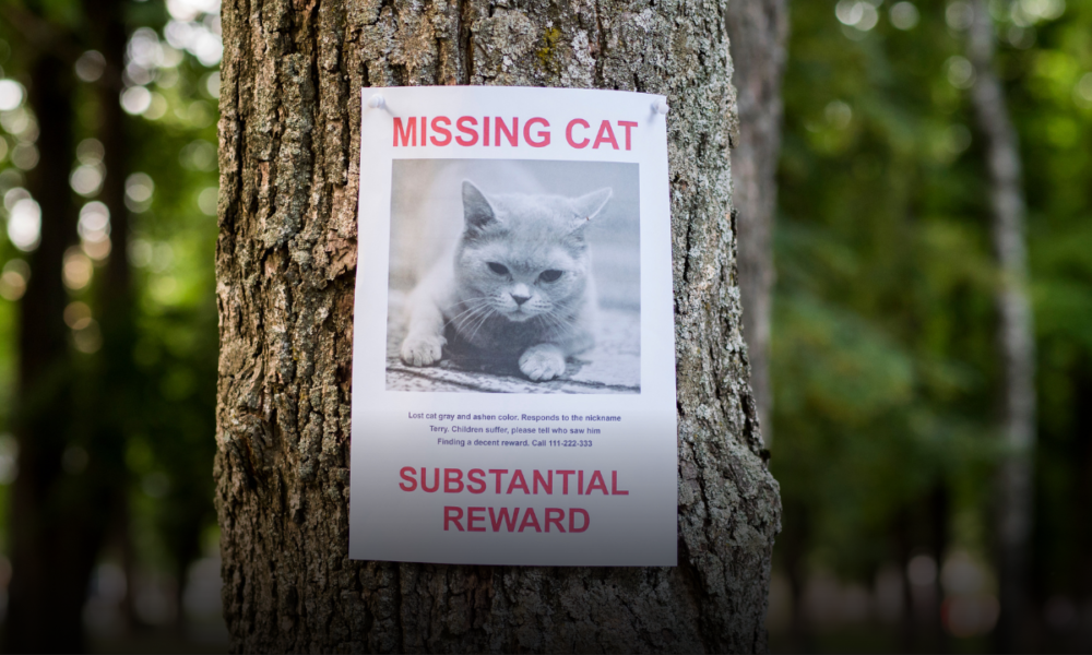 Perché i gatti scappano di casa