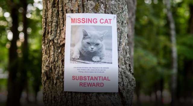 Perché i gatti scappano di casa