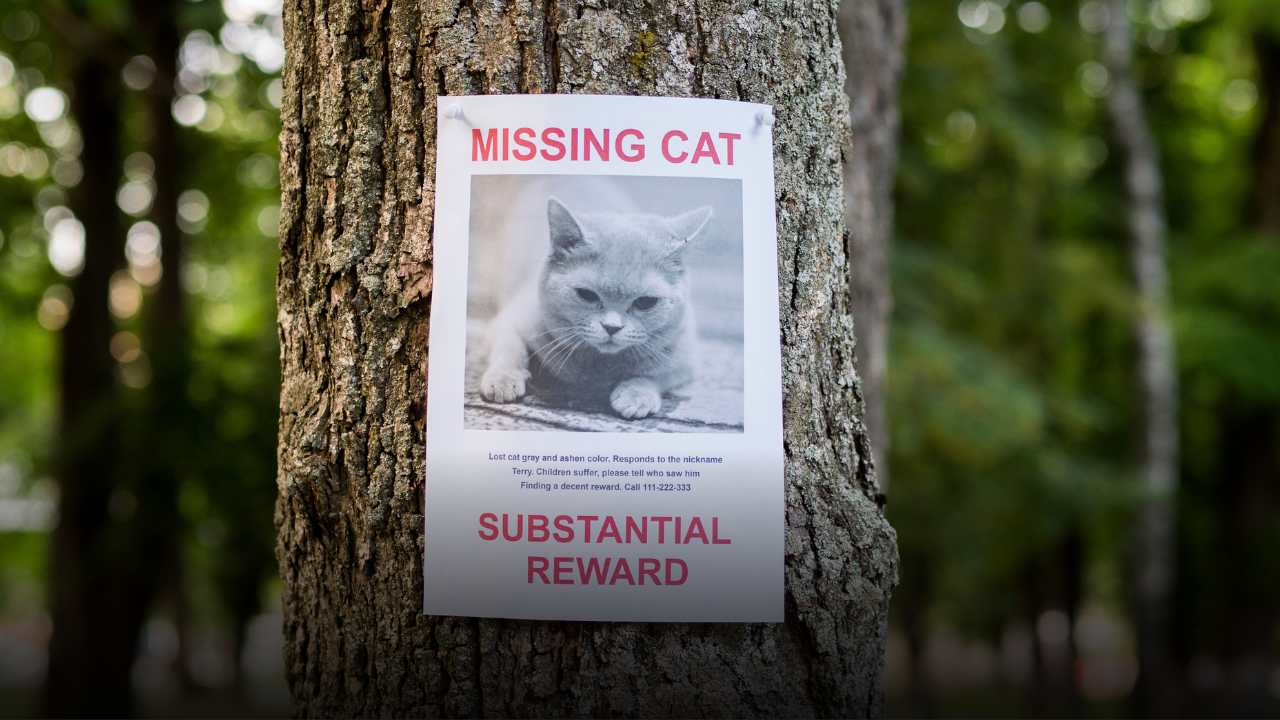 Perché i gatti scappano di casa