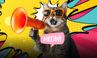 Febbraio è il mese dei gatti