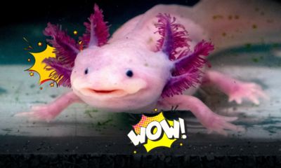 Axolotl in casa: l’animale “che sorride” conquista, ma richiede cure rigorose