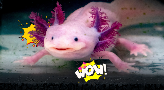 Axolotl in casa: l’animale “che sorride” conquista, ma richiede cure rigorose