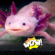 Axolotl in casa: l’animale “che sorride” conquista, ma richiede cure rigorose