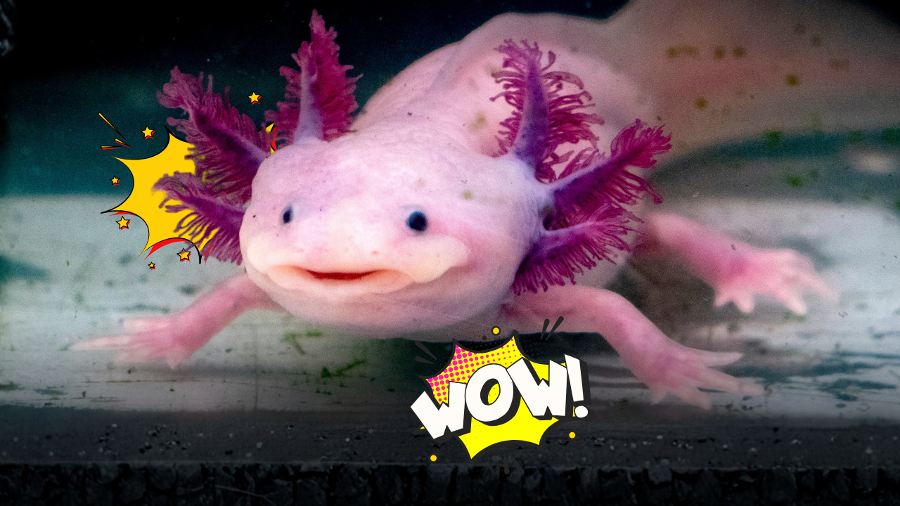 Axolotl in casa: l’animale “che sorride” conquista, ma richiede cure rigorose